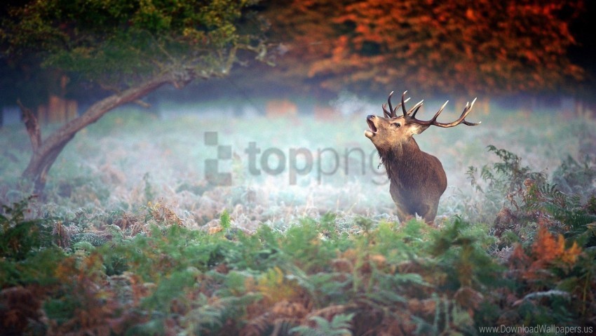 deer fear grass mist trees wallpaper Isolated Object in Transparent PNG Format