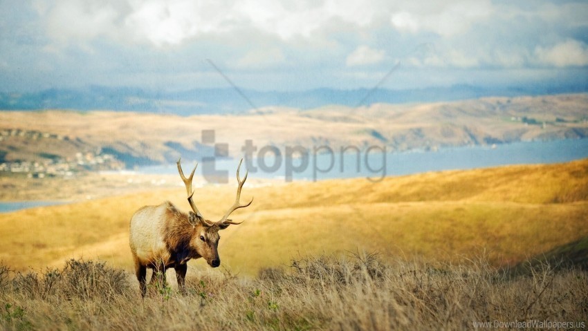 deer grass hills horn lake wallpaper Isolated Item with Transparent PNG Background