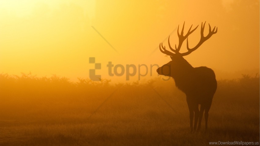 deer mist shadow sunrise wallpaper Isolated Graphic on Clear Transparent PNG