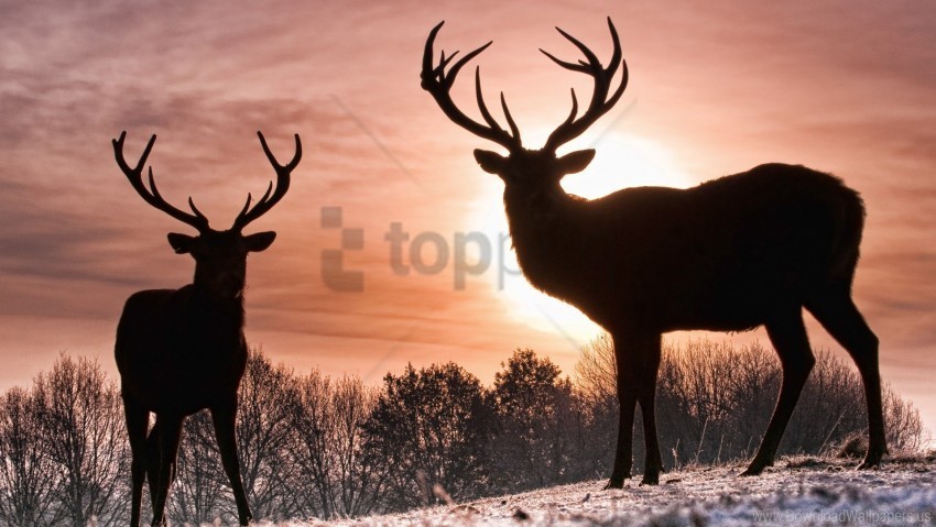 deer nature shadow silhouette walk wallpaper PNG images for banners