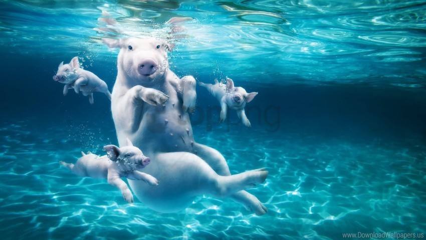 dive pig water young wallpaper PNG Image with Isolated Element