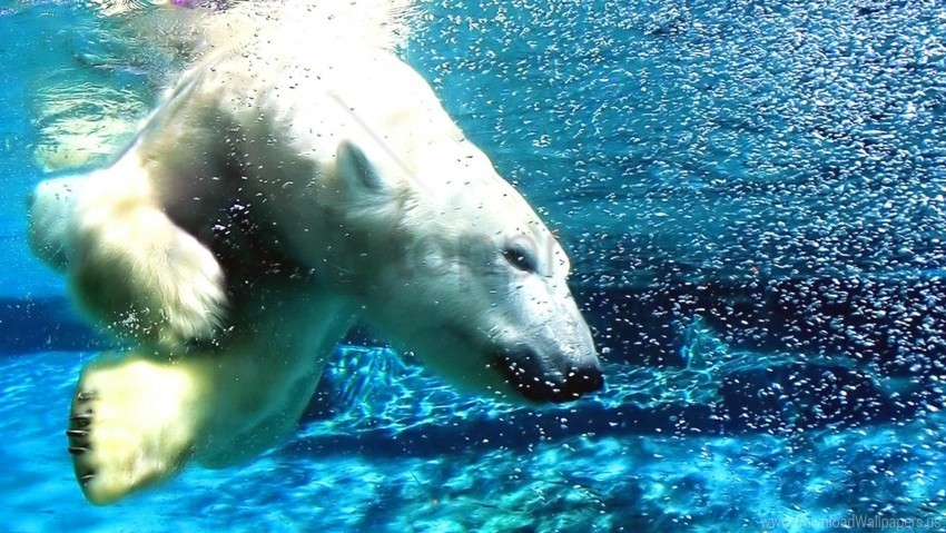 dive polar bear water wallpaper Isolated Element in HighResolution Transparent PNG
