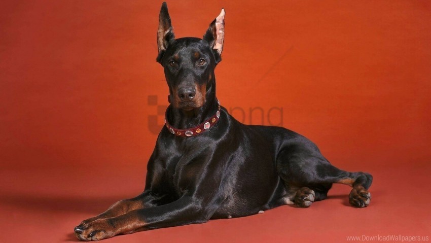 doberman dog dog collar lying photos wallpaper Isolated Item with Clear Background PNG