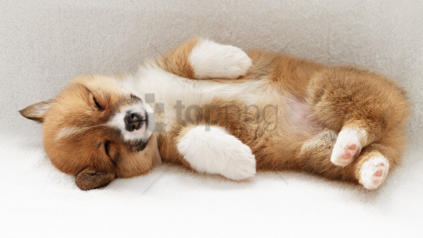 dog down playful puppy wallpaper Clear background PNG graphics