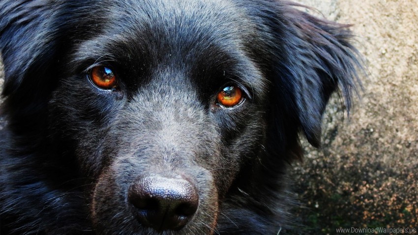 dog ears eyes muzzle wallpaper PNG transparent photos mega collection