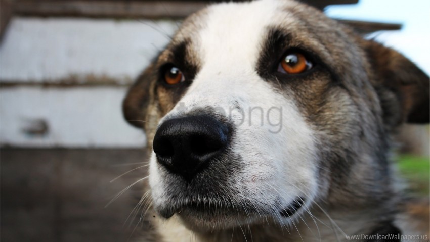dog eyes face wallpaper Isolated Item on Clear Background PNG