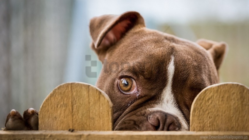 dog eyes fence muzzle wallpaper Isolated Design Element on Transparent PNG