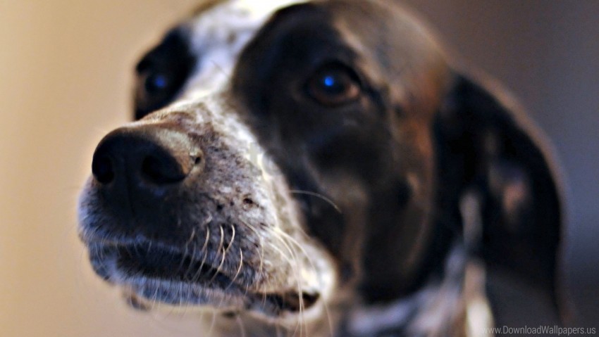 dog eyes mottled muzzle wallpaper PNG transparent backgrounds