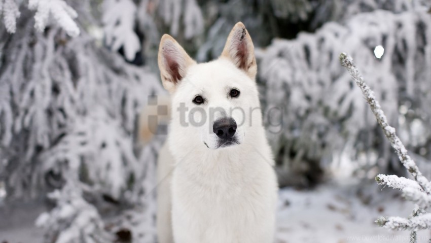 dog eyes muzzle snow wallpaper PNG Isolated Illustration with Clarity