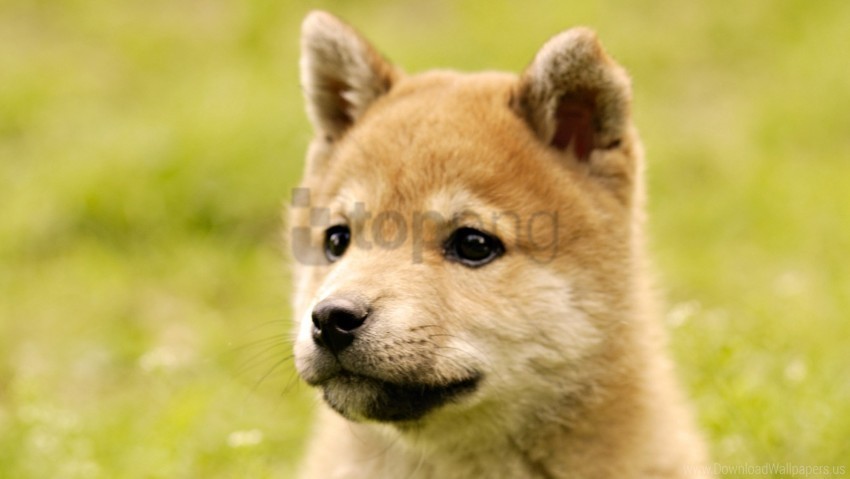 dog face grass puppy wallpaper Images in PNG format with transparency