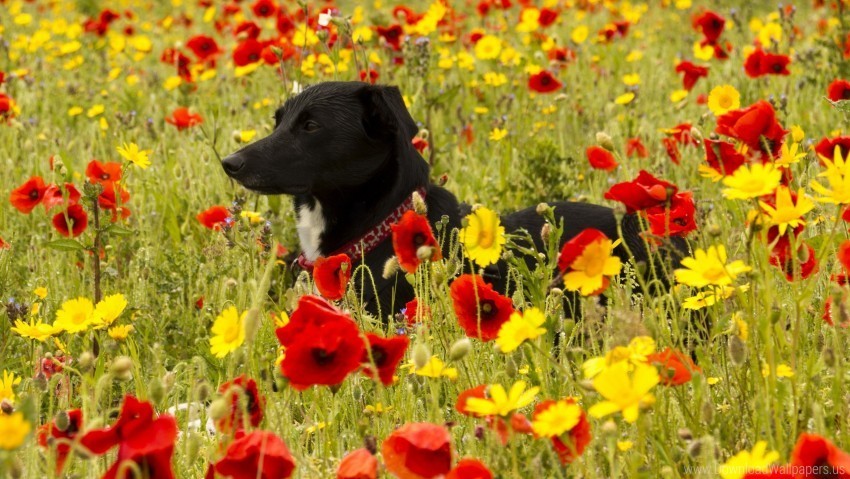 dog field flowers grass wallpaper PNG photo