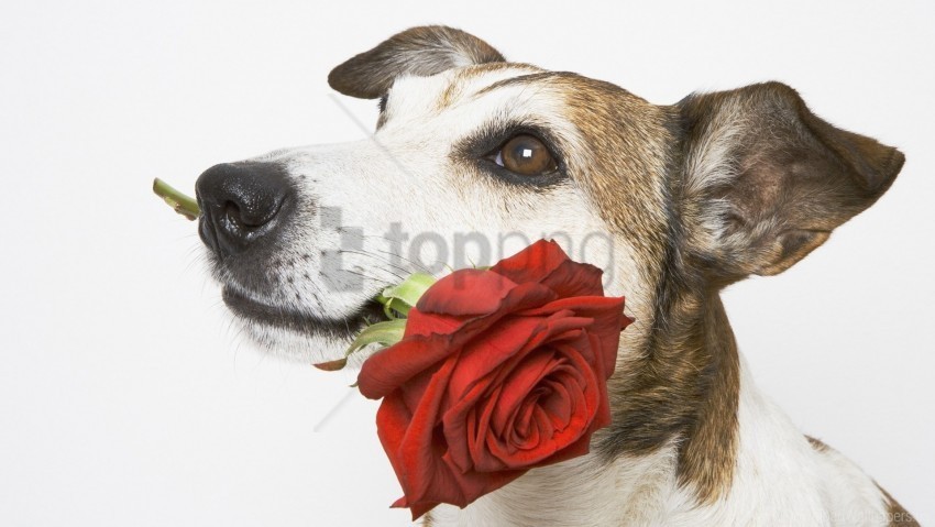 dog flower gift muzzle rose wallpaper Transparent Background Isolation in PNG Format