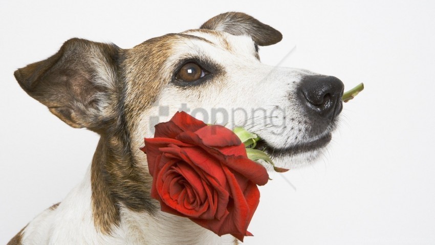 Dog Flower Muzzle Rose Wallpaper Transparent PNG Image Isolation