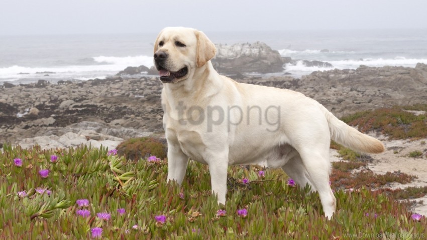 Dog Flowers Grass Labrador Retriever Walk Wallpaper Transparent PNG Graphics Complete Collection