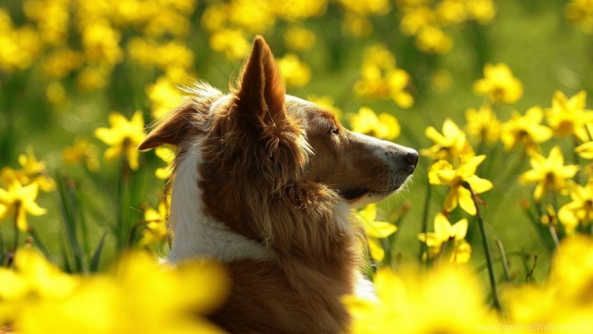 dog flowers sunshine wallpaper HighResolution Transparent PNG Isolation