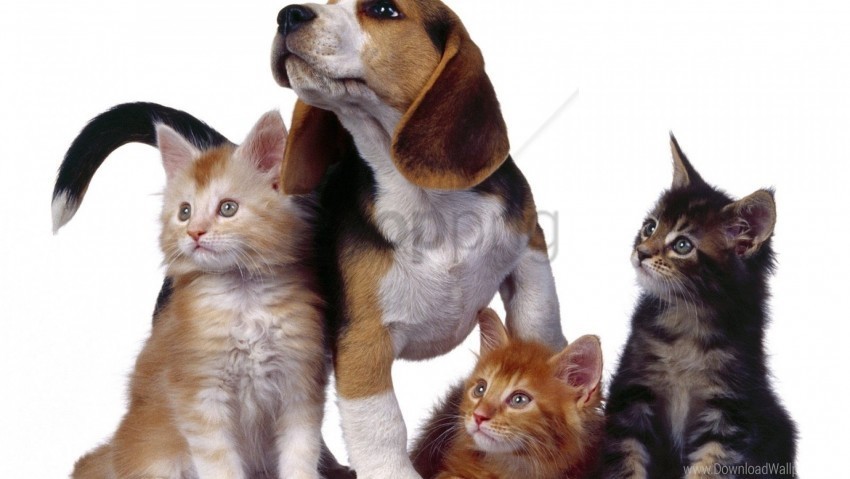 dog friends kitten photo shoot puppy wallpaper Isolated Artwork on Transparent Background PNG