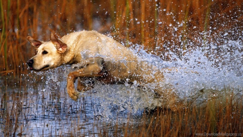 dog grass hunting jump labrador water wallpaper Free download PNG with alpha channel