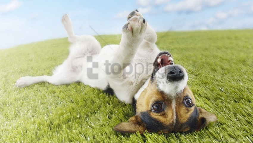 Dog Grass Lie Playful Wallpaper PNG Isolated Object With Clarity