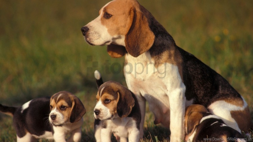dog grass puppy sit wallpaper PNG objects