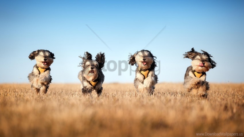 dog grass run wind wallpaper Background-less PNGs