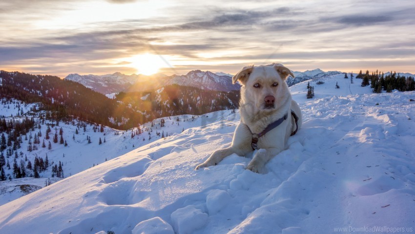 dog lifeguard mountains sky snow wallpaper PNG with clear background extensive compilation