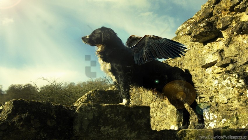 dog light rocks sky wings wallpaper PNG images with transparent canvas compilation