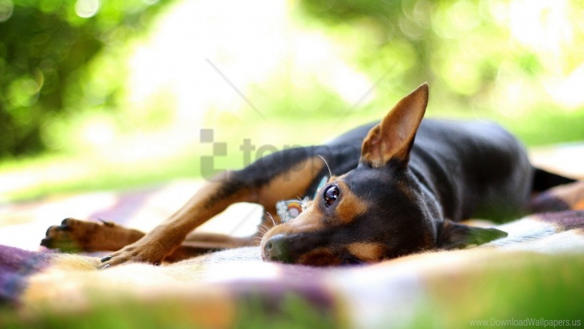 dog lying rest small wallpaper PNG transparent graphics for download