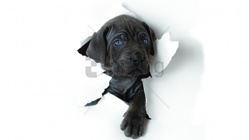 dog muzzle paper puppy ragged wallpaper Transparent PNG Isolated Design Element