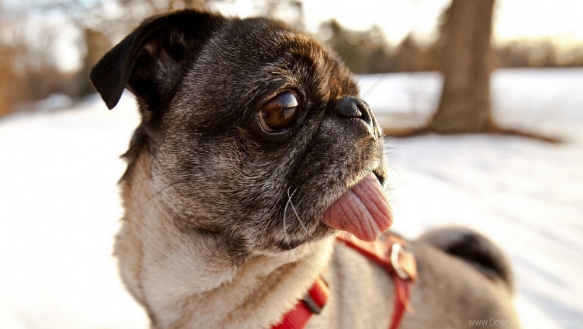 dog muzzle pug tongue wallpaper Free PNG images with transparent background