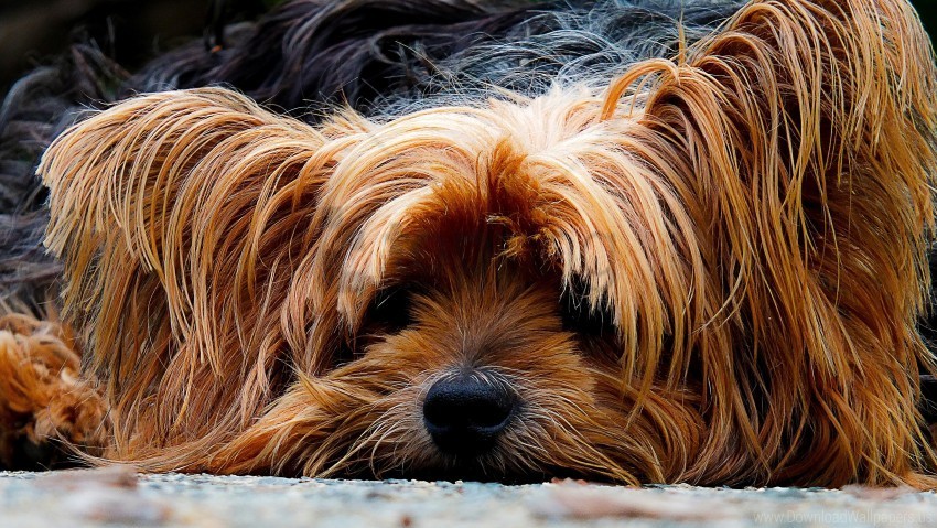 Dog Muzzle Shaggy Yorkshire Terrier Wallpaper PNG With No Background For Free