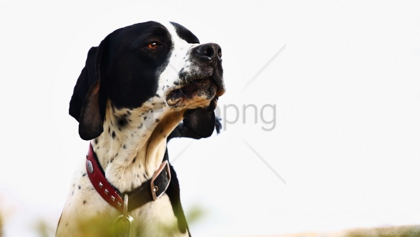 dog muzzle stylish collar wallpaper Isolated Character in Transparent PNG Format