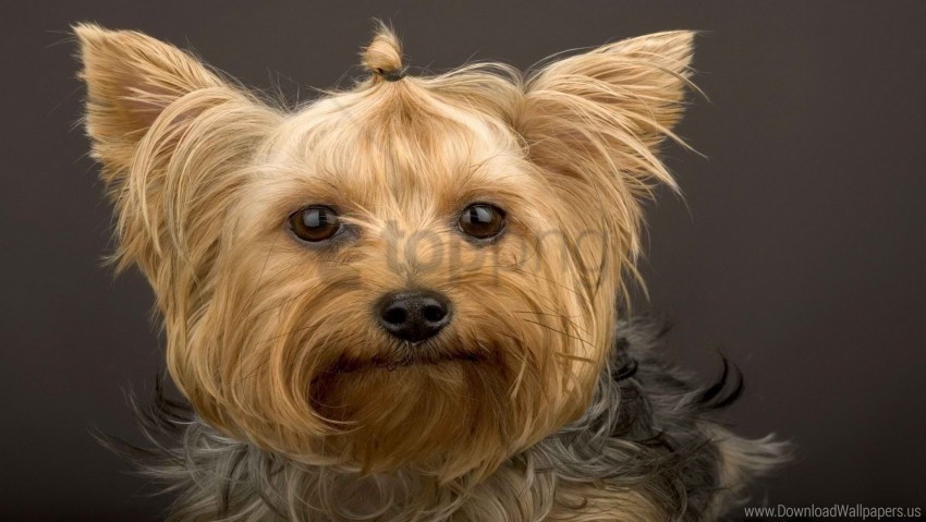 dog muzzle yorkshire terrier wallpaper PNG for business use