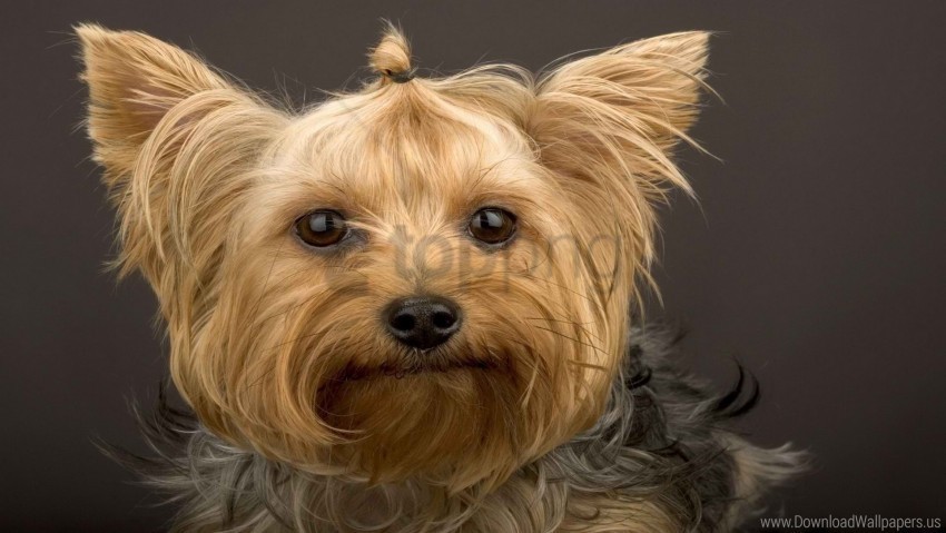 Dog Muzzle Yorkshire Terrier Wallpaper PNG For Business Use