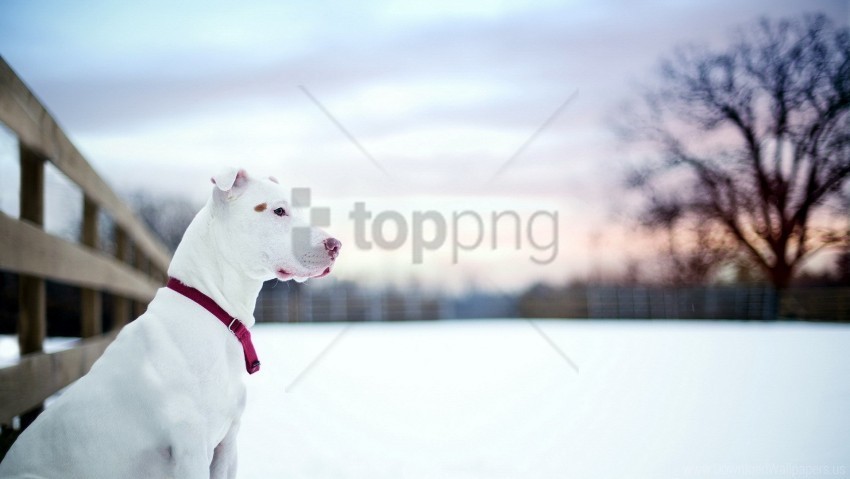 dog snow winter wallpaper Isolated Subject in Transparent PNG Format