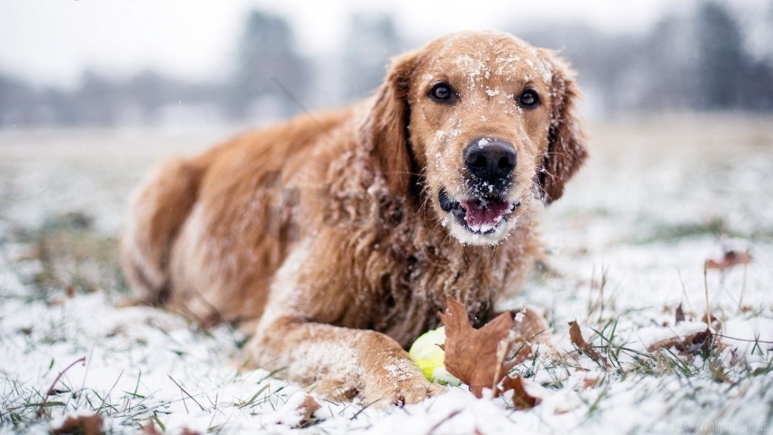 dog snow winter wallpaper Free PNG images with alpha transparency comprehensive compilation