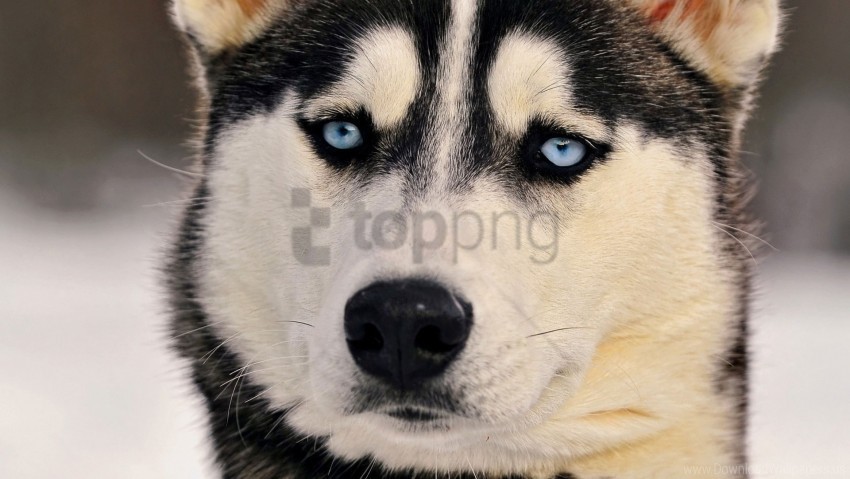 dogs eyes husky muzzle wallpaper PNG transparency