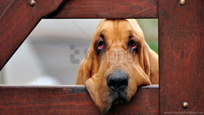 dogs face fence wooden wallpaper PNG transparent pictures for editing