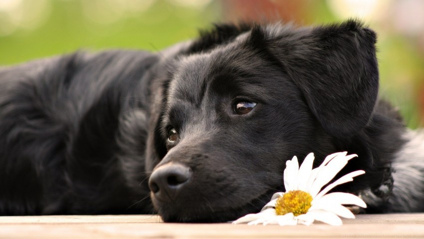 dogs face flower lying sadness waiting wallpaper Clear Background Isolated PNG Icon