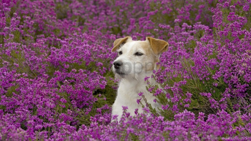 dogs face flowers grass wallpaper Isolated Object with Transparency in PNG