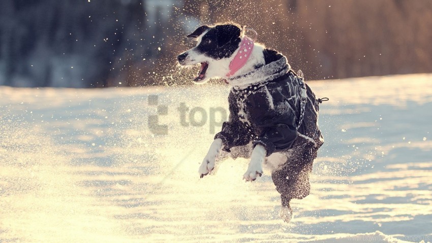 dogs jump snow walk wallpaper Clear PNG pictures comprehensive bundle