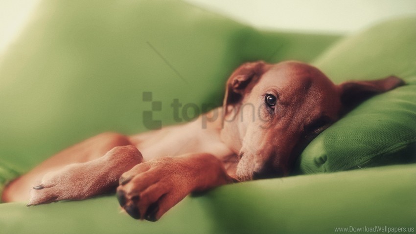 dogs lying pillow sleeping wallpaper Clear PNG pictures free