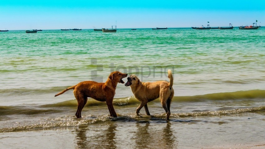 dogs playful sea sky summer wallpaper PNG file with alpha