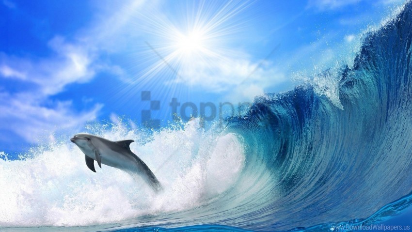 dolphin jump sea shine sunshine wallpaper Isolated Artwork in Transparent PNG Format