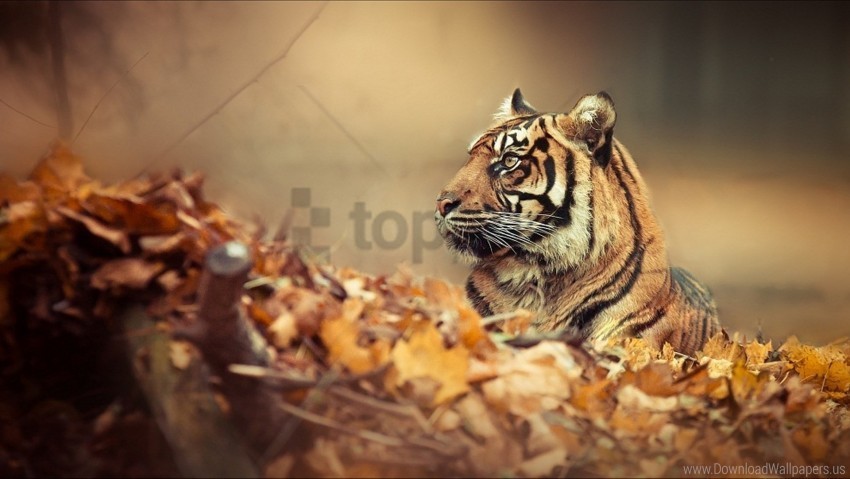 down face fall leaves tiger wallpaper PNG images with no background assortment