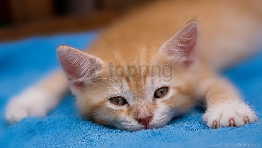 dream kitten red wallpaper Isolated Character on Transparent PNG