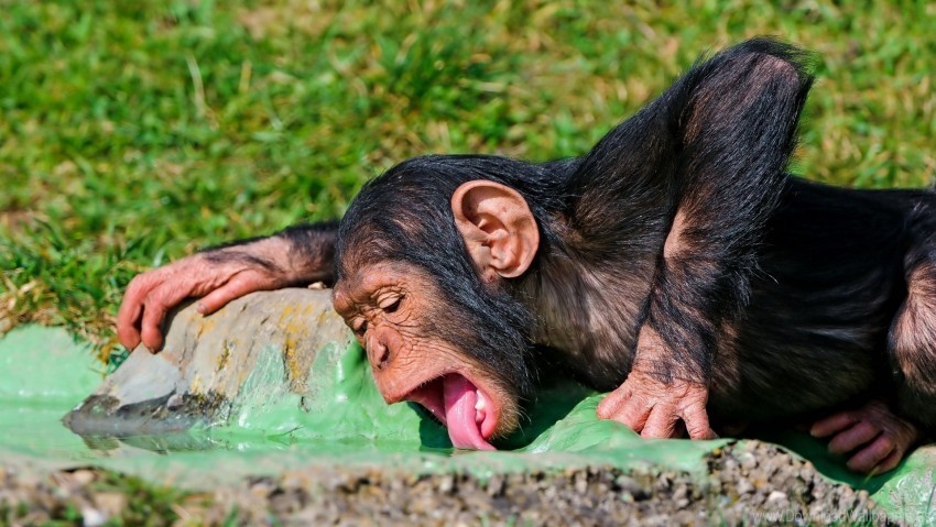 drink food monkey thirst wallpaper Isolated Subject with Clear Transparent PNG