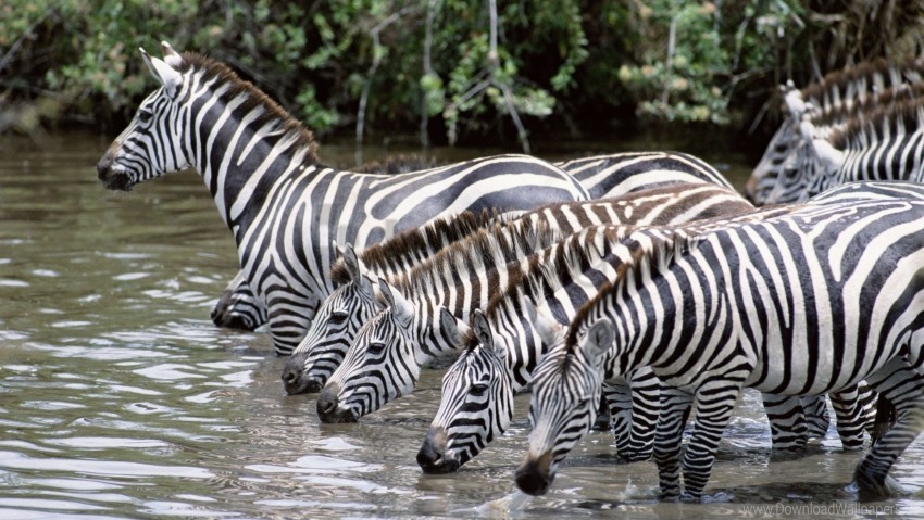 drink herd thirst water zebras wallpaper Transparent PNG Isolated Object with Detail