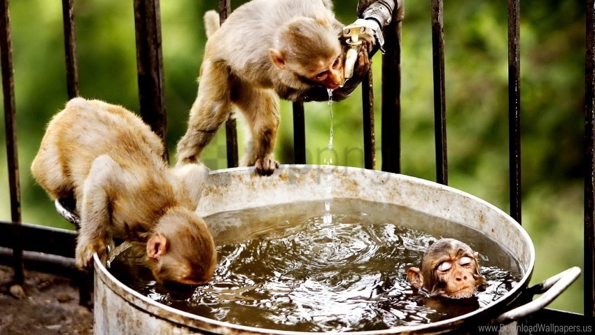 drink monkeys swim thirst water wallpaper PNG images with clear alpha layer