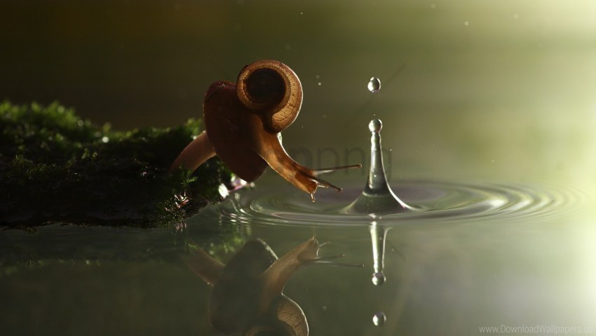 drop shell snail water wallpaper Isolated Design in Transparent Background PNG