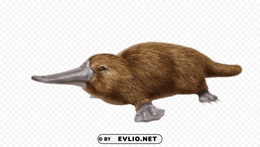 duck billed platypus Isolated Element on Transparent PNG png images background - Image ID f3611d58